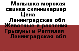 Малышка морская свинка скинникариер › Цена ­ 2 000 - Ленинградская обл. Животные и растения » Грызуны и Рептилии   . Ленинградская обл.